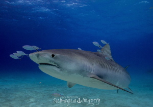 Female Tiger Shark by Jan Morton 